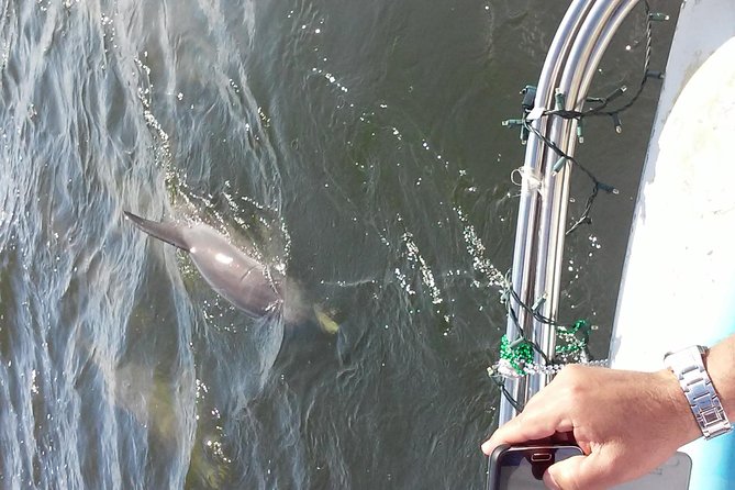 1.5-hour Dolphin Sightseeing Cruise from Tampa - A 90-minute route from downtown Tampa