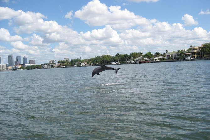 1.5-hour Dolphin Sightseeing Cruise from Tampa - Weather and cancellation risks