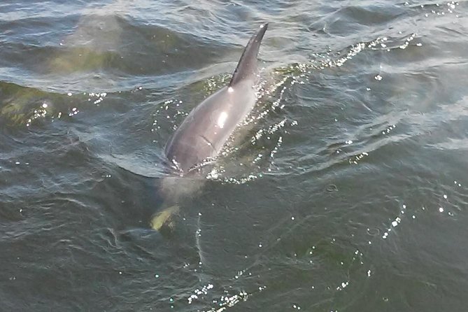 1.5-hour Dolphin Sightseeing Cruise from Tampa - Who should book this Tampa cruise