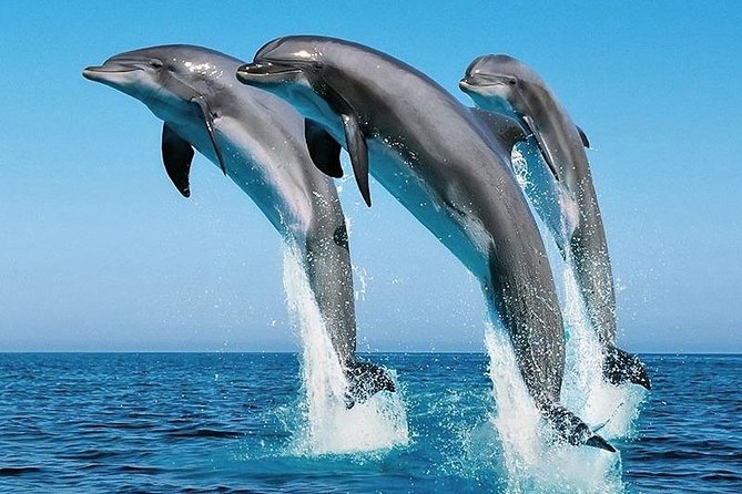 1 Day Wasini Dolphin Tour - The real appeal: sea time with a slower Shimoni night