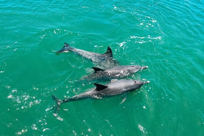 1 Hour Deluxe Scenic Dolphin Cruise - Starting at Dolphin Quay and the marina