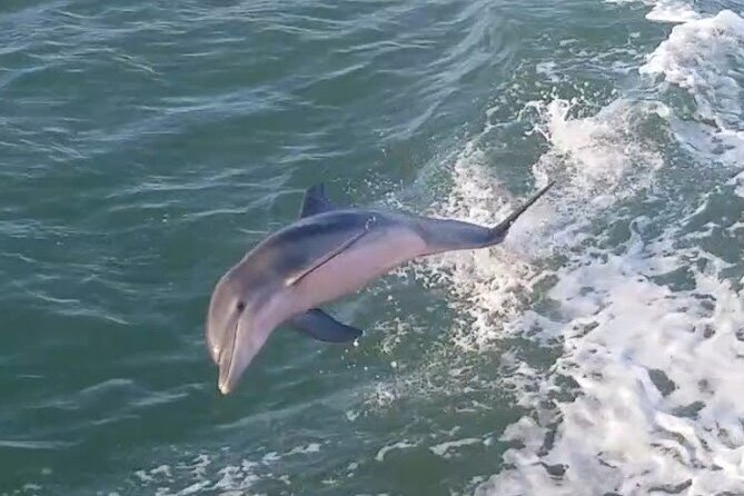 1 Hour Dolphin Dash - Key points to know before you book