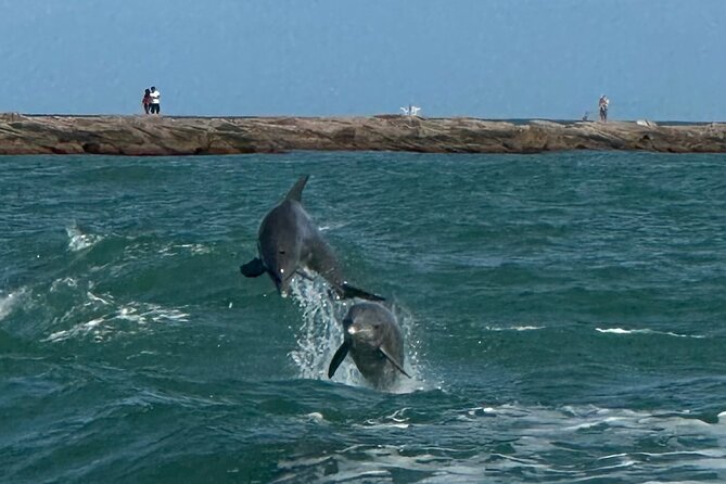 1 Hour Dolphin Dash - What you see beyond the dolphins