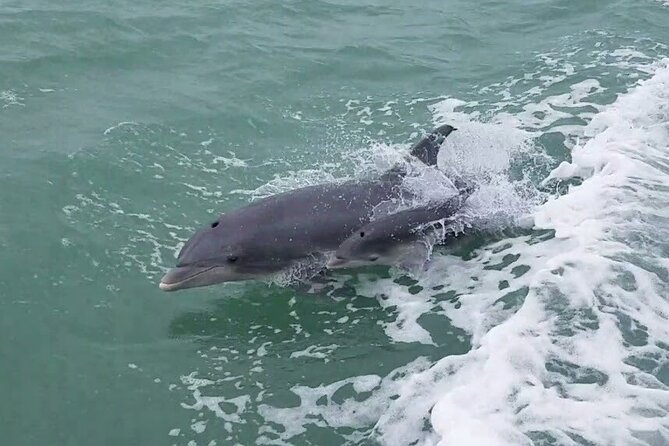 1 Hour Dolphin Dash - Why the afternoon departure works
