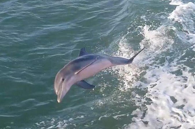 1 Hour Dolphin Dash - Who will enjoy this South Padre Island boat trip