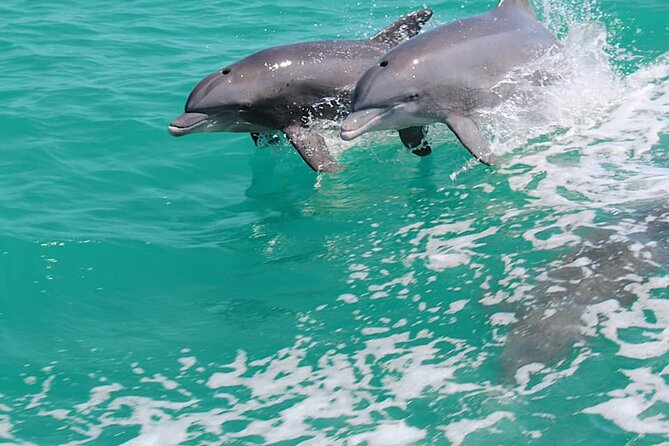 1-hour Dolphin Sightseeing Adventure Cruise from Madeira Beach - A fast start from John’s Pass