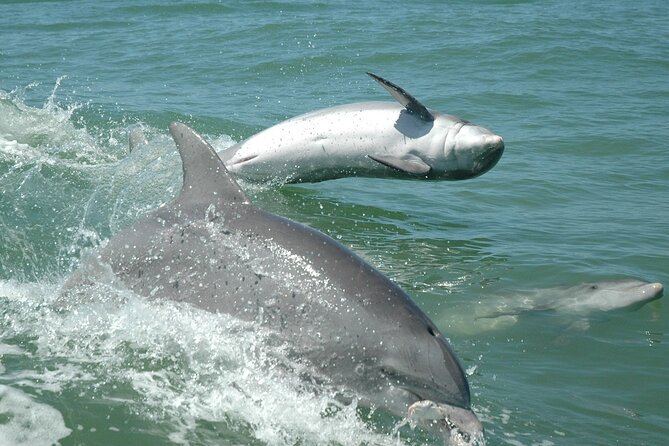 1-hour Dolphin Sightseeing Adventure Cruise from Madeira Beach - Comfort, seating, and family details
