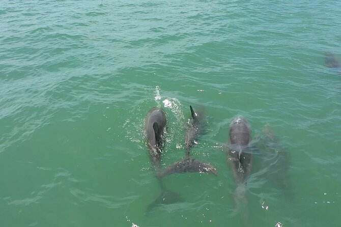 1-hour Dolphin Sightseeing Adventure Cruise from Madeira Beach - Is $28 a fair price?