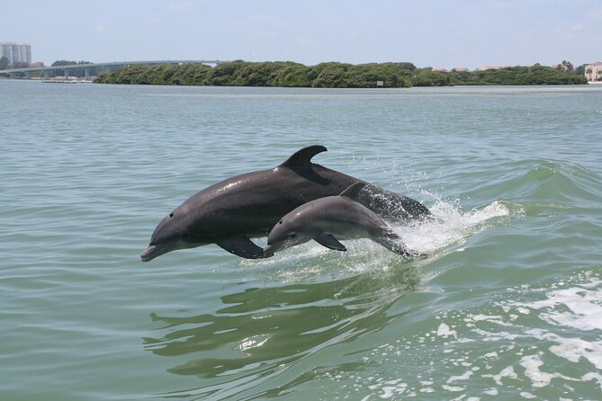 1-hour Dolphin Sightseeing Adventure Cruise from Madeira Beach - What the Shark Boat ride feels like