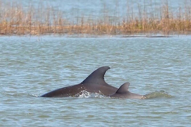 1 Hour Private Dolphin Tour Hilton Head Island - Broad Creek gives the tour its setting
