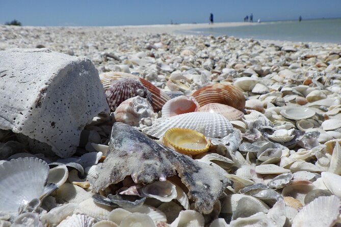 10,000 Islands Boat Excursion - 3.5-Hour Dolphins & Shelling Tour - Wildlife watching with a naturalist beside you