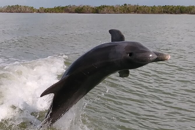 10,000 Islands Boat Excursion - 3.5-Hour Dolphins & Shelling Tour - Shelling on a beach with no road access