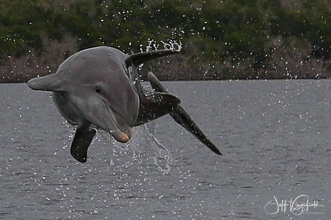 10,000 Islands Excursion Small-Group 3.5 hour Dolphin & Shelling Boat Tour - What the guides add to the outing