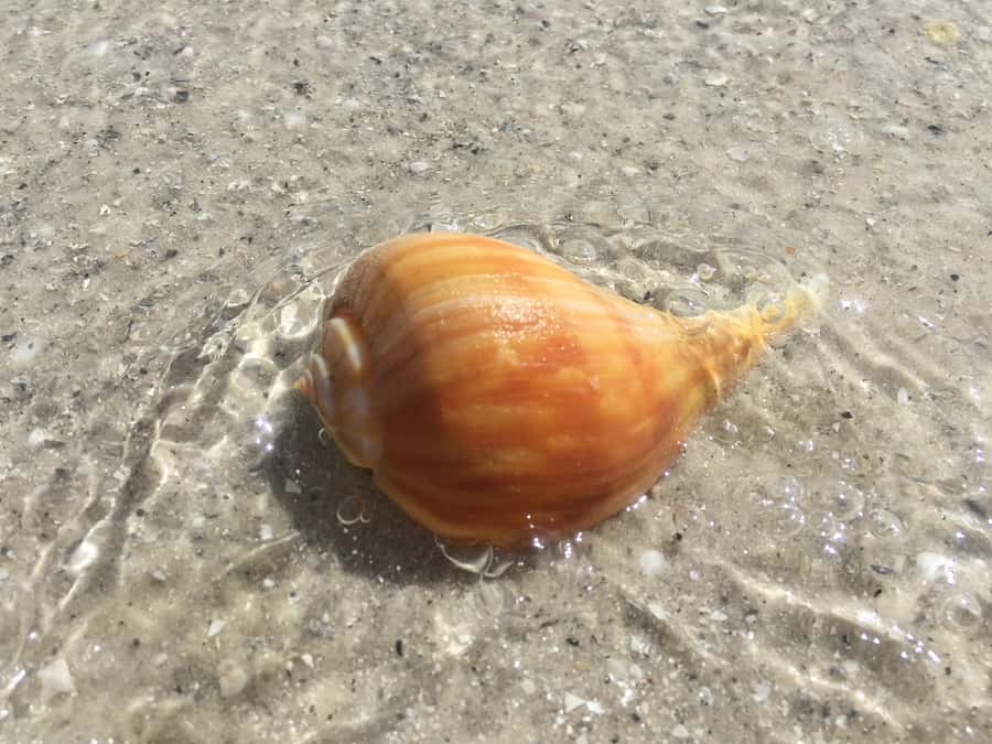 2.5 Hour Shell Key Island Adventure - Dolphins And Shells - Reaching Shell Key and finding a beach of shells