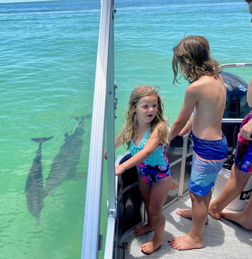 2.5 Hour Shell Key Island Adventure - Dolphins And Shells - What is included, and what you need to bring