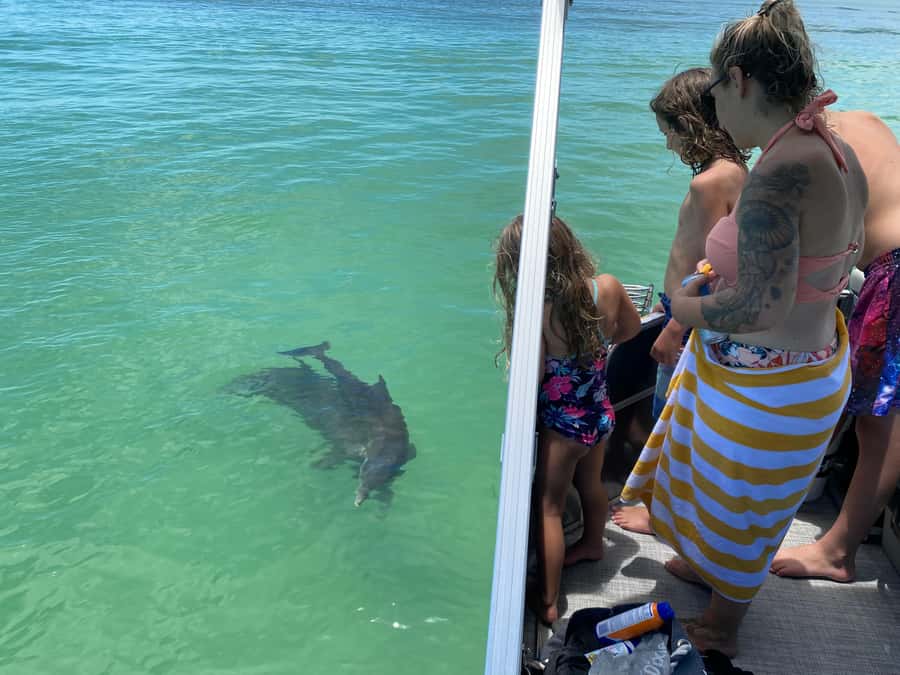 2.5 Hour Shell Key Island Adventure - Dolphins And Shells - Who will enjoy this Shell Key adventure most