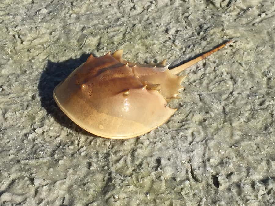 2.5 Hour Shell Key Island Adventure - Dolphins And Shells - A practical view of the experience