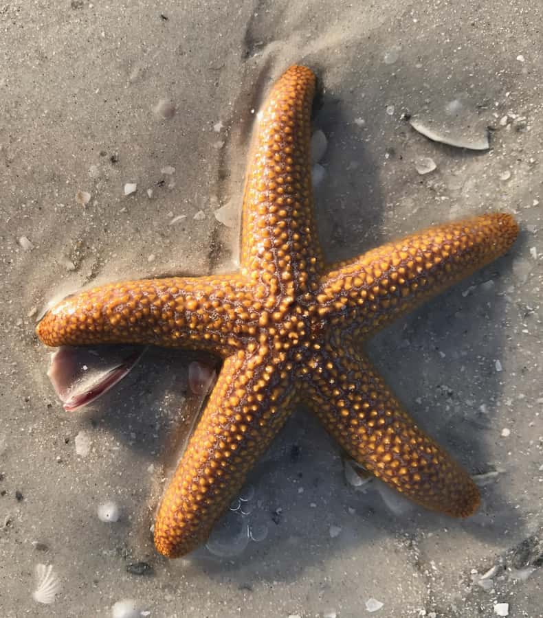 2.5 Hour Shell Key Island Adventure - Dolphins And Shells - Should you book the Shell Key Island Adventure?