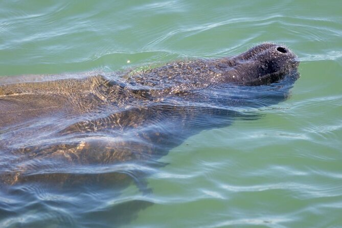 2.5 Hour Shell Key Island Adventure Including Dolphins And Shells - What the captains add