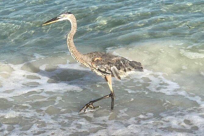 2.5 Hour Shell Key Island Adventure Including Dolphins And Shells - Smart ways to prepare