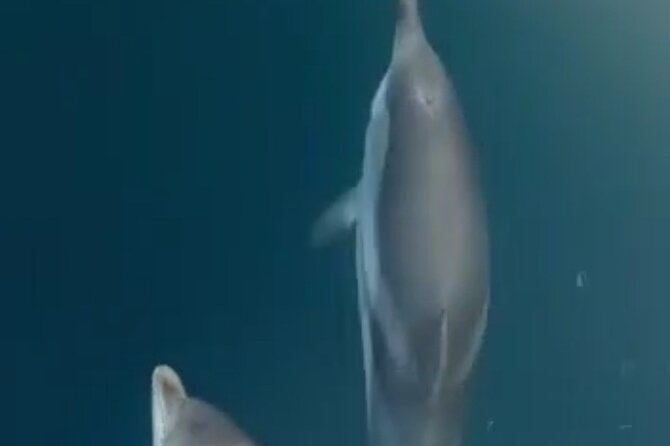 2.5 Hours Sunset Boat Tour in Search of Dolphins - Why this 2.5-hour cruise works so well