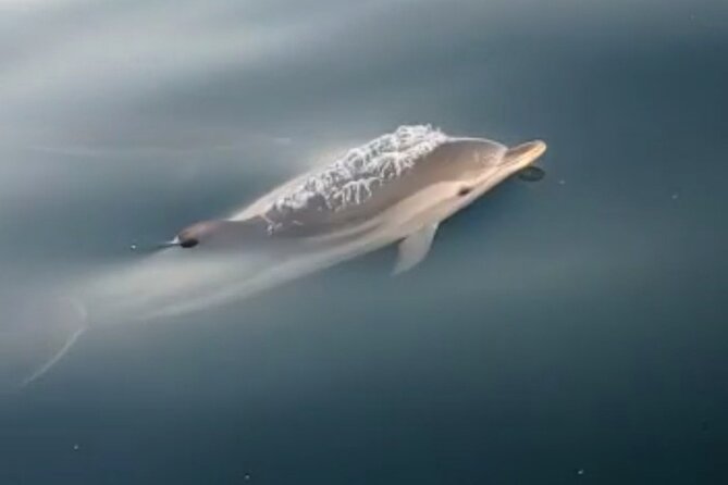 2.5 Hours Sunset Boat Tour in Search of Dolphins - The swim stop and onboard aperitif