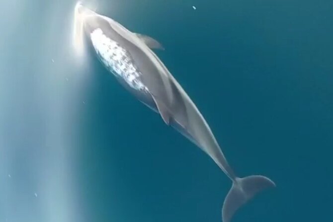 2.5 Hours Sunset Boat Tour in Search of Dolphins - Weather, clothing, and timing tips