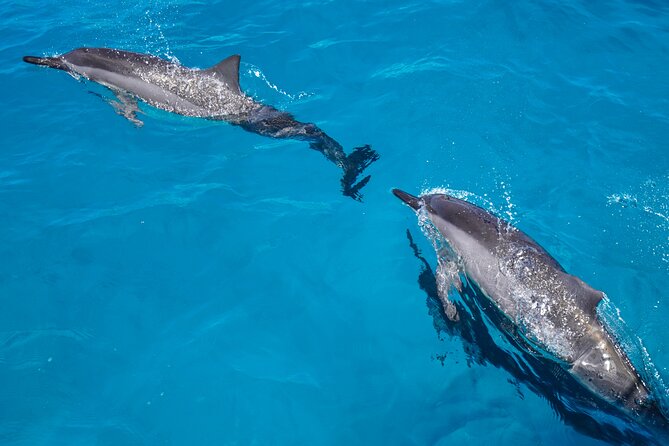 2 Hour Big Island Dolphin Watching and Sea Turtle Snorkel Tour - Setting out from Kailua-Kona