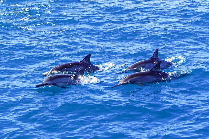2 Hour Big Island Dolphin Watching and Sea Turtle Snorkel Tour - A crew that pays attention