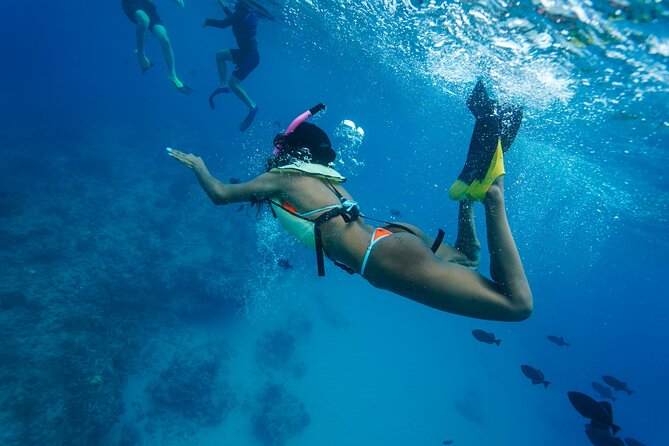 2 Hour Big Island Dolphin Watching and Sea Turtle Snorkel Tour - Who will enjoy this two-hour format