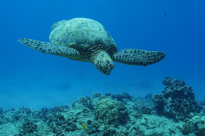 2 Hour Big Island Dolphin Watching and Sea Turtle Snorkel Tour - Is this Kona dolphin and turtle tour worth booking?