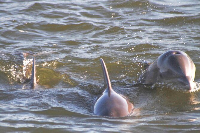 2-Hour Dolphin and Nature Eco Tour from Orange Beach - Dolphins, Wake Riding, and the Wildlife Search