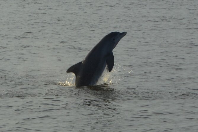 2-Hour Dolphin and Nature Eco Tour from Orange Beach - Drinks, Crew Service, and the Mood on Board