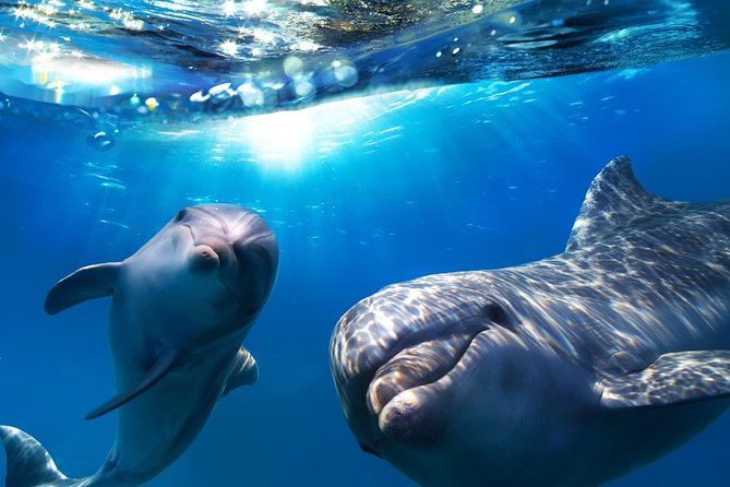 2-Hour Dolphin and Whale Watching in Gran Canaria - Key points before you book