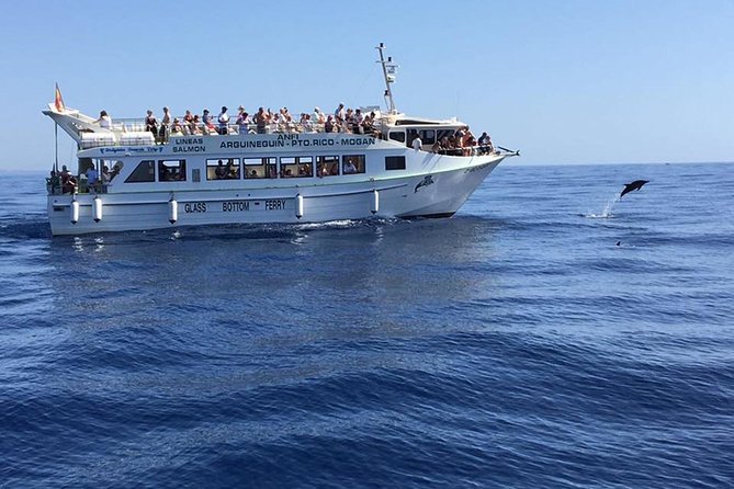 2-Hour Dolphin and Whale Watching in Gran Canaria - Meeting at Puerto Escala and boarding Lineas Salmón