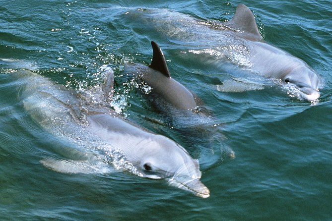 2-Hour Dolphin and Whale Watching in Gran Canaria - Drinks, photographs, and what the price includes