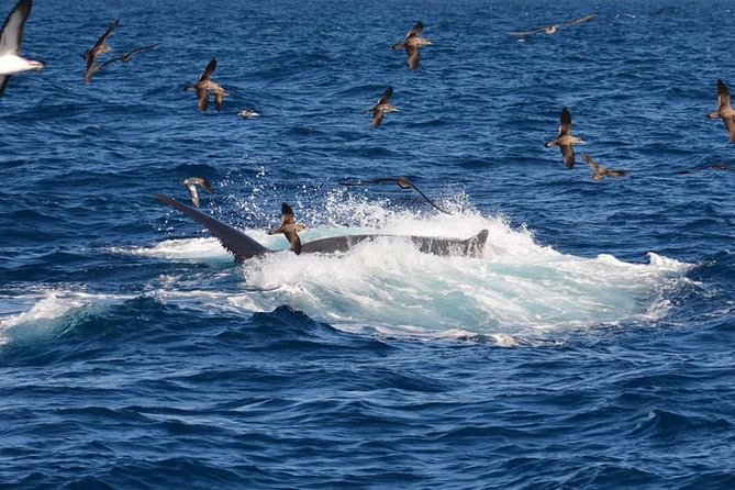 2-Hour Dolphin and Whale Watching in Gran Canaria - Who will enjoy this trip most