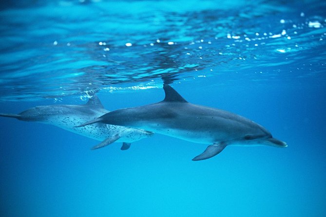 2-Hour Dolphin and Whale Watching in Gran Canaria - Searching the Atlantic for dolphins