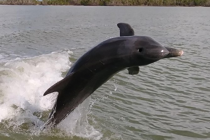 2 Hour Dolphin, Birding and Shelling Tour - Key points to know before you book