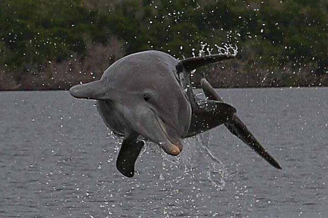 2 Hour Dolphin, Birding and Shelling Tour - A closer look at the natural setting