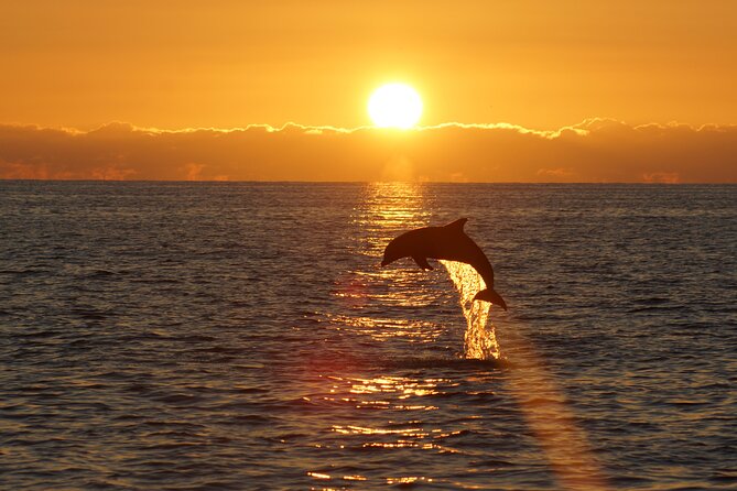 2-Hour Dolphin Guided Safari NP Brijuni from Fazana - Watching wild dolphins, if conditions cooperate