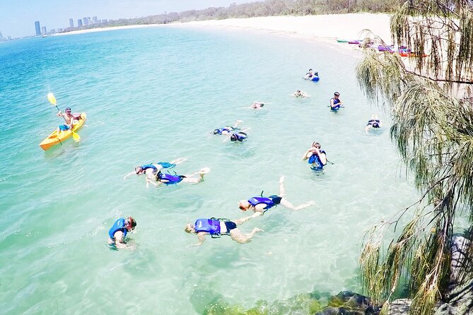 2-Hour Dolphin Kayak & Snorkel Tour on the Broadwater - Watching for dolphins on the way
