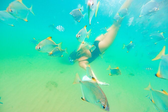2-Hour Dolphin Kayak & Snorkel Tour on the Broadwater - My verdict on the Broadwater kayak and snorkel tour