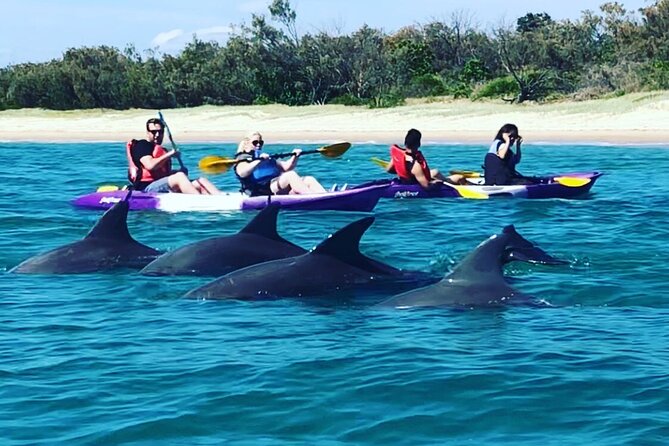 2-Hour Dolphin Kayak & Snorkel Tour on the Broadwater - Snorkeling from the island beach