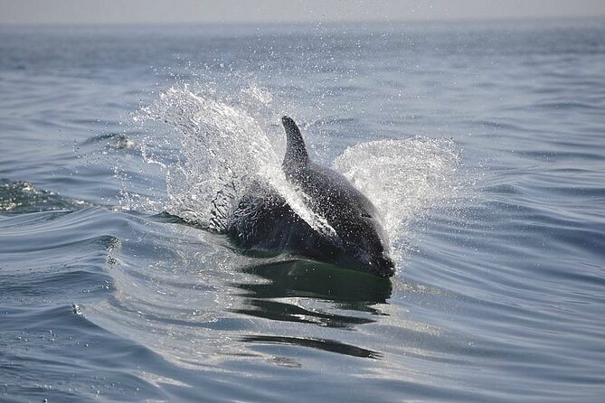 2 hour Dolphin Sightseeing Tour in Melbourne Florida - What you get for $66.67