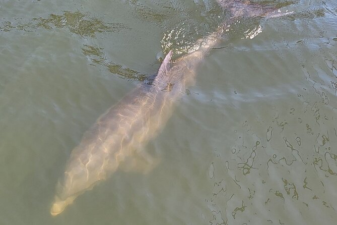 2 hour Dolphin Sightseeing Tour in Melbourne Florida - Following dolphins through the Indian River Lagoon