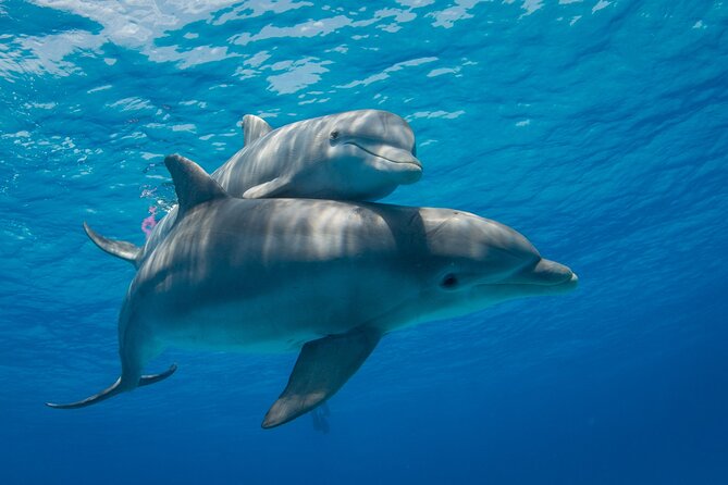 2-Hour Dolphin Sunset Tour from Giardini Naxos - A closer look at the bay from the water