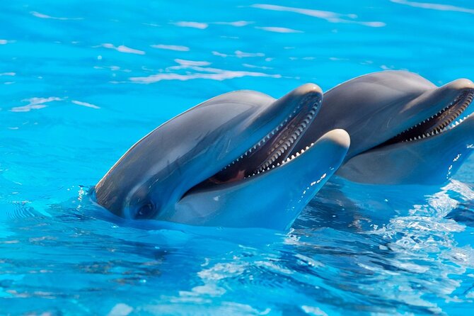 2-Hour Dolphin Sunset Tour from Giardini Naxos - Weather can shape the evening
