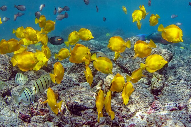 2-Hour Dolphin Watching and Double Reef with Snorkel in Hawaii - A fast start from Honokohau Marina