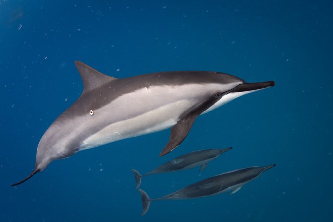 2-Hour Dolphin Watching and Double Reef with Snorkel in Hawaii - First reef: 45 to 60 minutes in the water